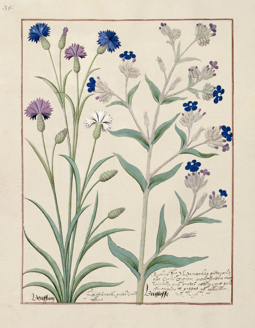 Illustration aus dem Buch der einfachen Arzneien von Mattheaus Platearius 129v von Robinet Testard