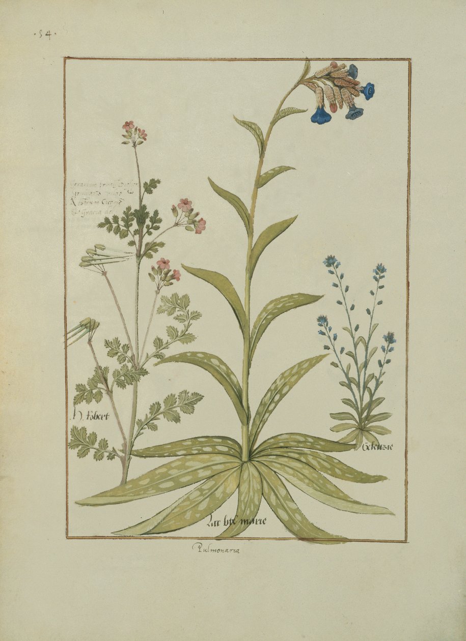Lungenkraut und Geranie, Illustration aus dem Buch der einfachen Medizin von Mattheaus Platearius, ca. 1470 von Robinet Testard
