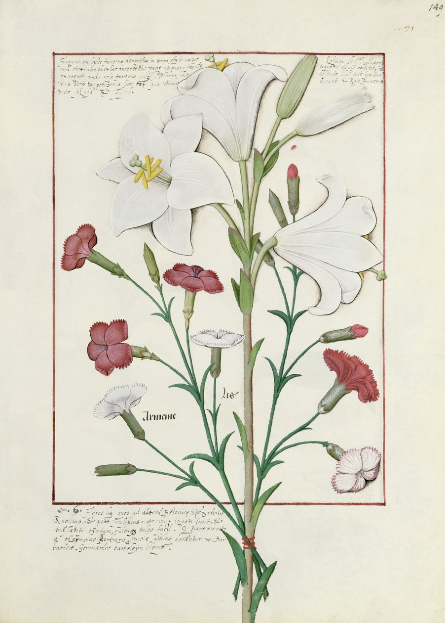 Illustration aus dem Buch der einfachen Heilmittel von Mattheaus Platearius 149r von Robinet Testard