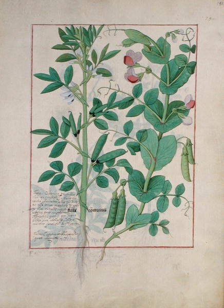 Illustration aus dem Buch der einfachen Heilmittel von Mattheaus Platearius (gest. um 1161) c.1470 von Robinet Testard