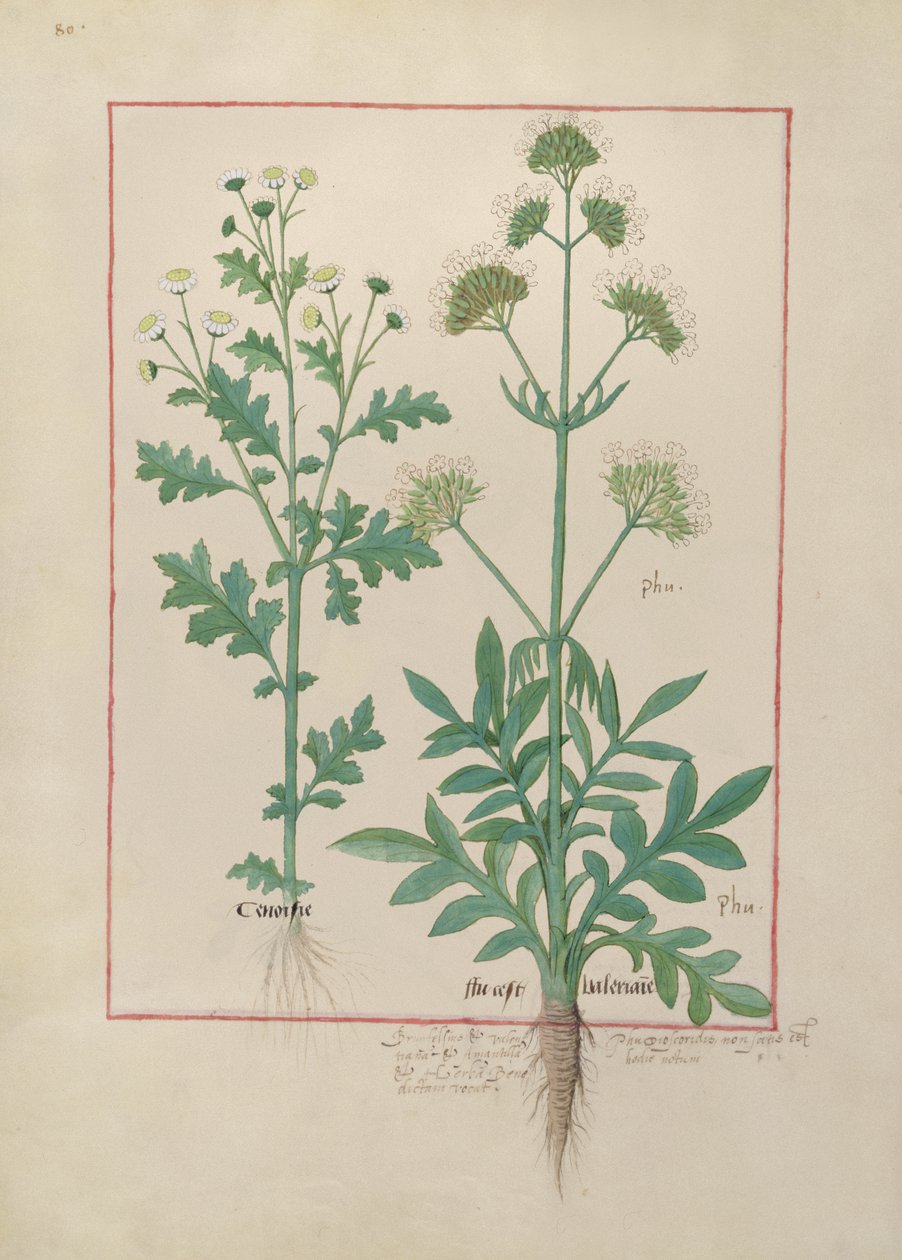 Illustration aus dem Buch der einfachen Heilmittel von Mattheaus Platearius (gest. um 1161) c.1470 von Robinet Testard
