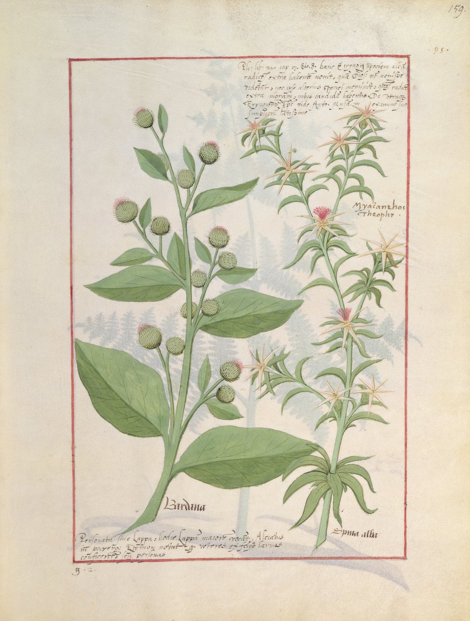 Illustration aus dem Buch der einfachen Heilmittel von Mattheaus Platearius von Robinet Testard