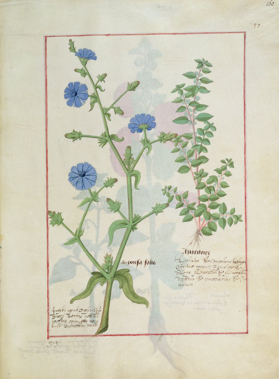 Illustration aus dem Buch der einfachen Heilmittel von Mattheaus Platearius 160r von Robinet Testard