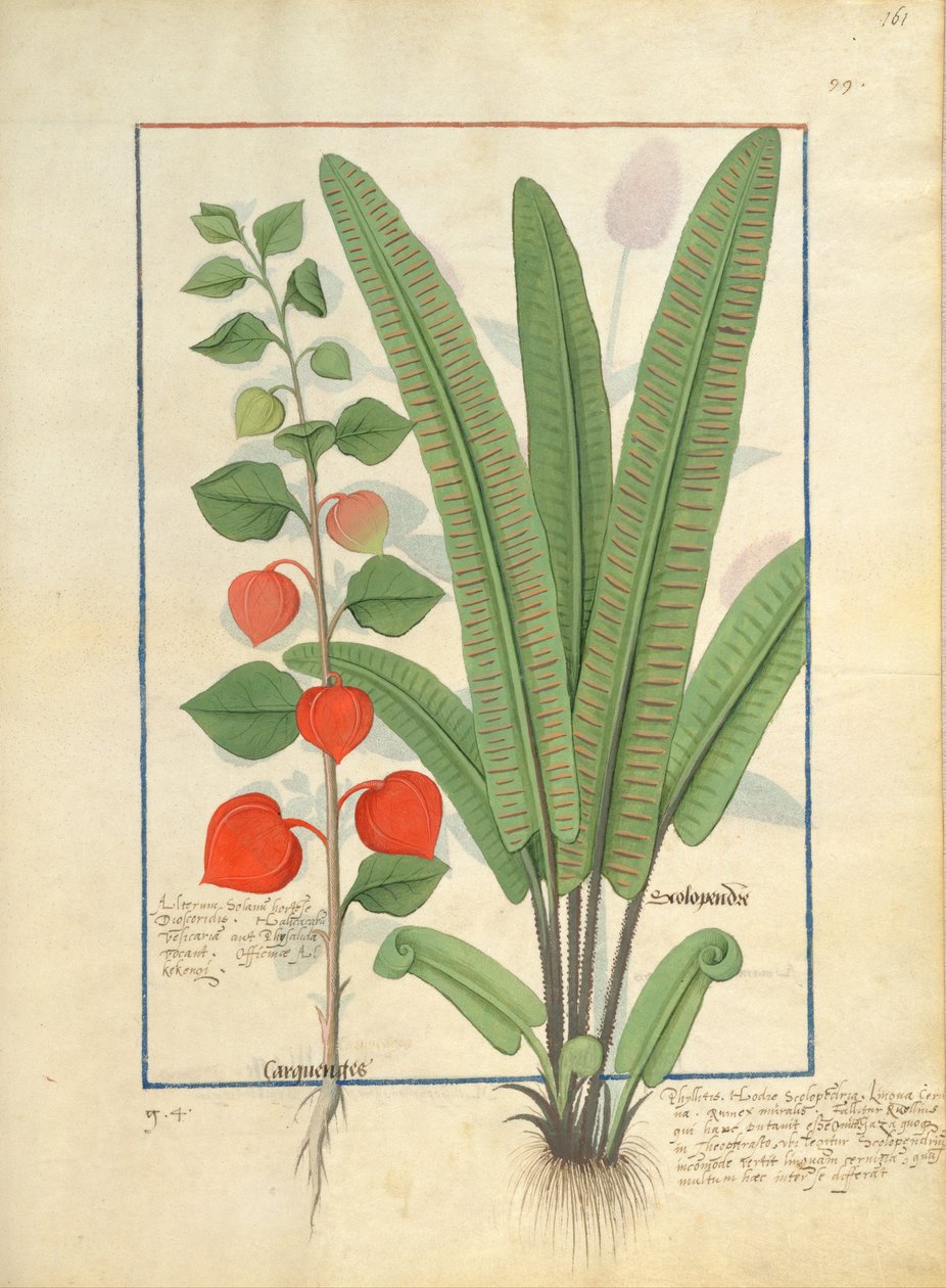 Physalis (links) Illustration aus dem Buch der einfachen Heilmittel von Mattheaus Platearius 161r von Robinet Testard