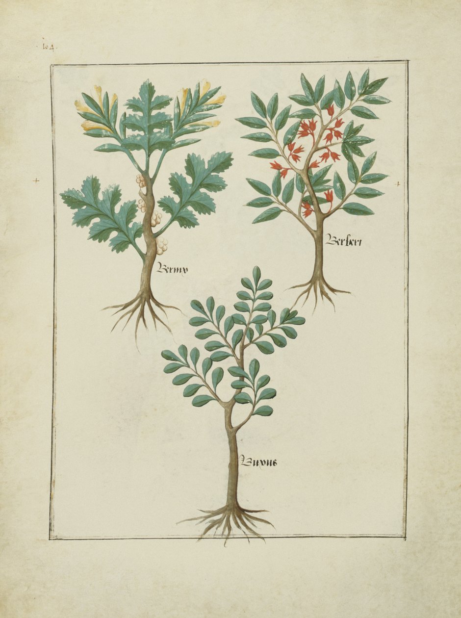 Illustration aus dem Buch der einfachen Heilmittel von Mattheaus Platearius (gest. um 1161) c.1470 von Robinet Testard