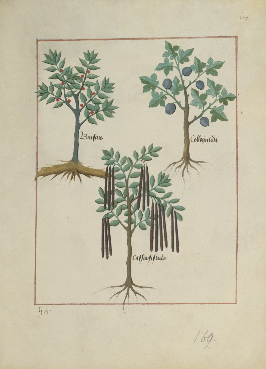 Illustration aus dem Buch der einfachen Heilmittel von Mattheaus Platearius (gest. um 1161) c.1470 von Robinet Testard