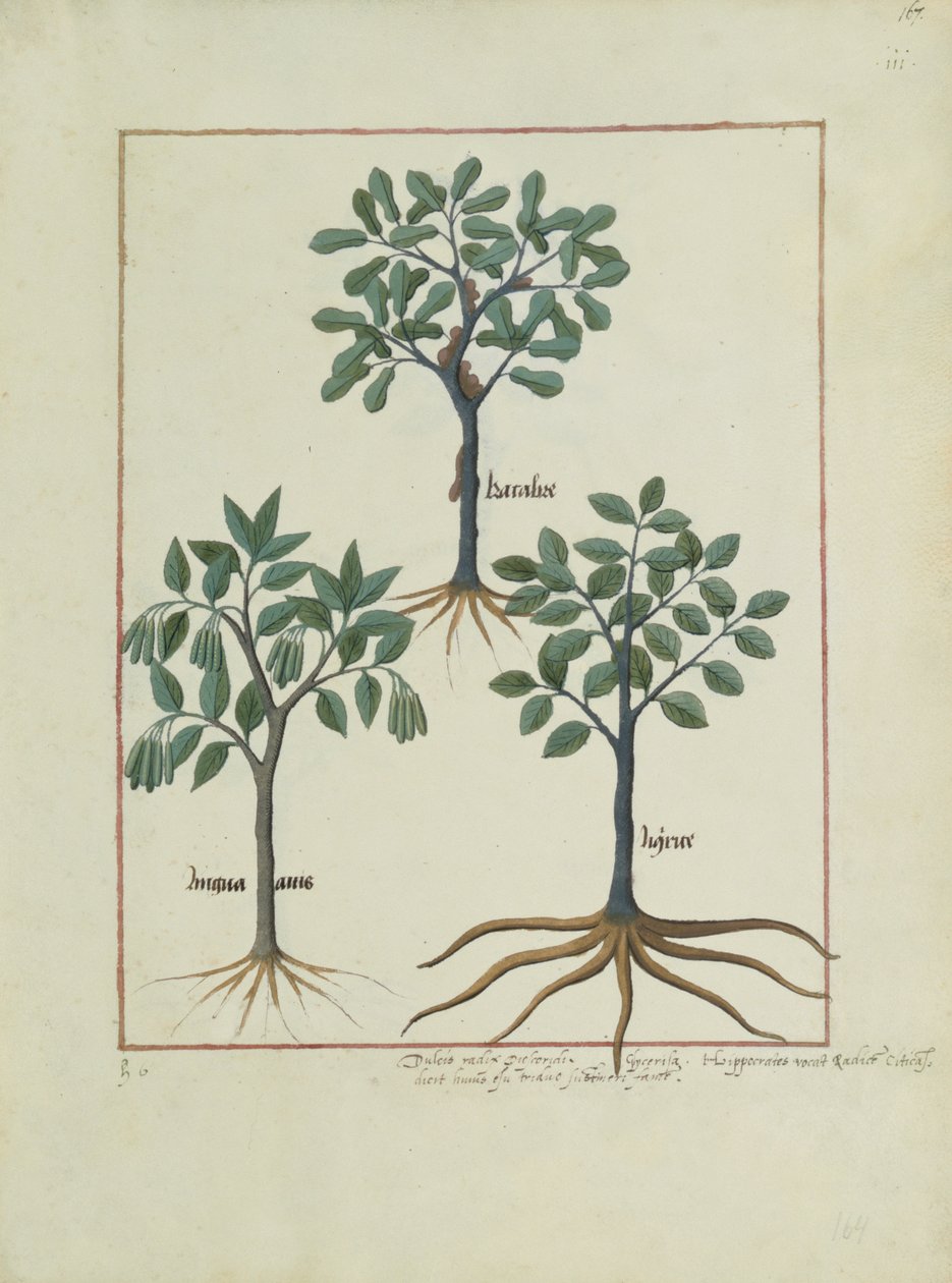 Illustration aus dem Buch der einfachen Heilmittel von Mattheaus Platearius (gest. um 1161) c.1470 von Robinet Testard