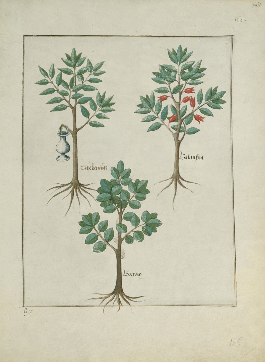 Illustration aus dem Buch der einfachen Heilmittel von Mattheaus Platearius (gest. um 1161) c.1470 von Robinet Testard