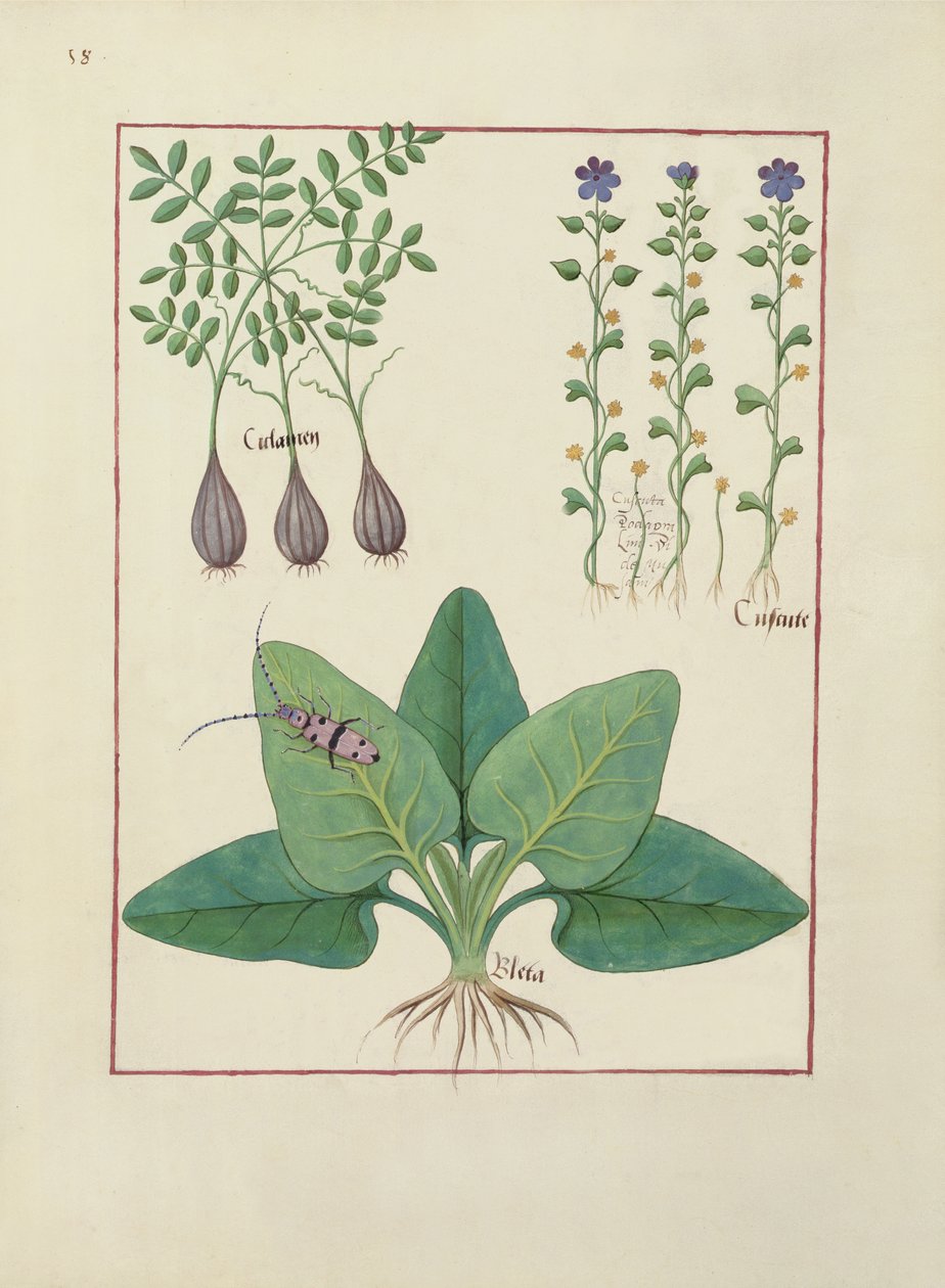 Ms Fr. Fv VI #1 fol. Illustration aus Das Buch der einfachen Heilmittel von Mattheaus Platearius (gest. ca. 1161) ca. 1470 von Robinet Testard