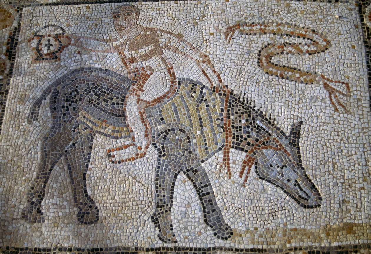 Desultor, der rückwärts auf einem Esel reitet und einen Kantharos hält, Mosaik im Haus des Desultors in der römischen Stadt Volubilis von Roman Roman