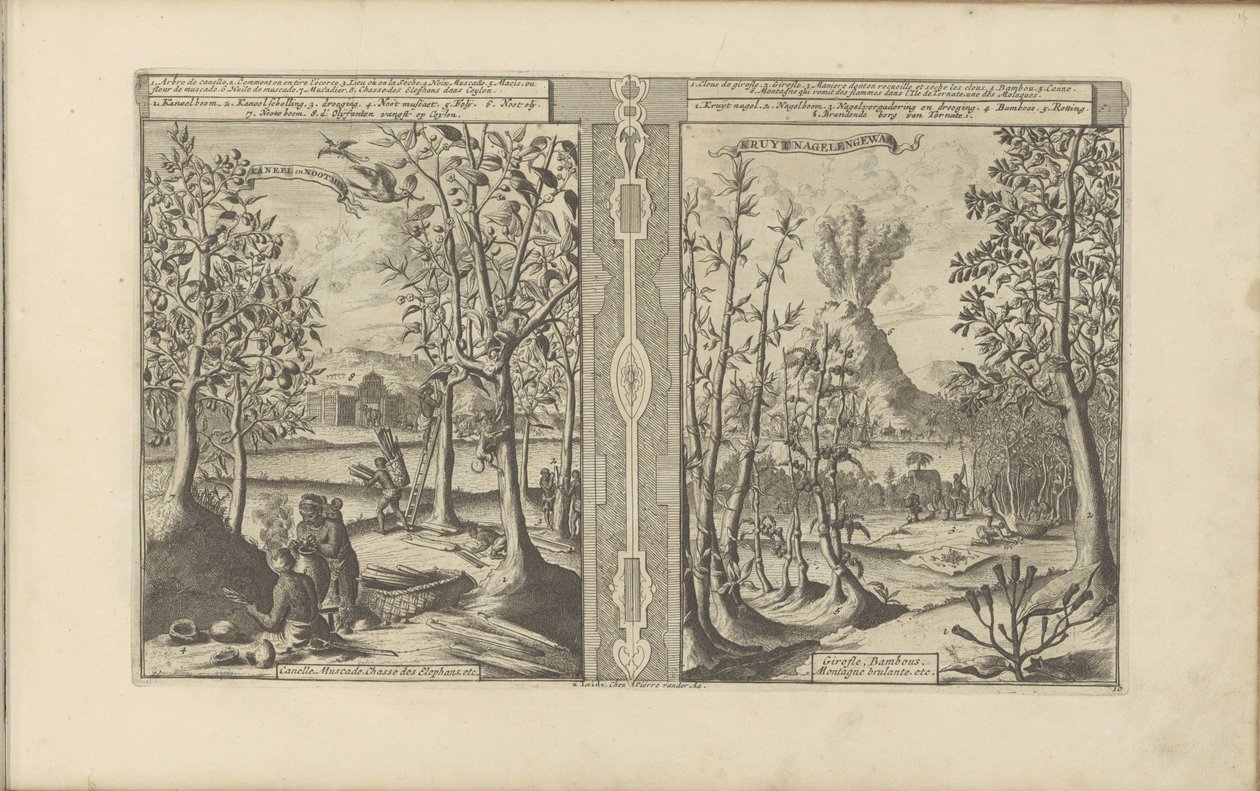 Kaneel, Muskatnuss, Nelke und Bambus (Les Indes Orientales et Occidentales et autres lieux) von Romeyn de Hooghe