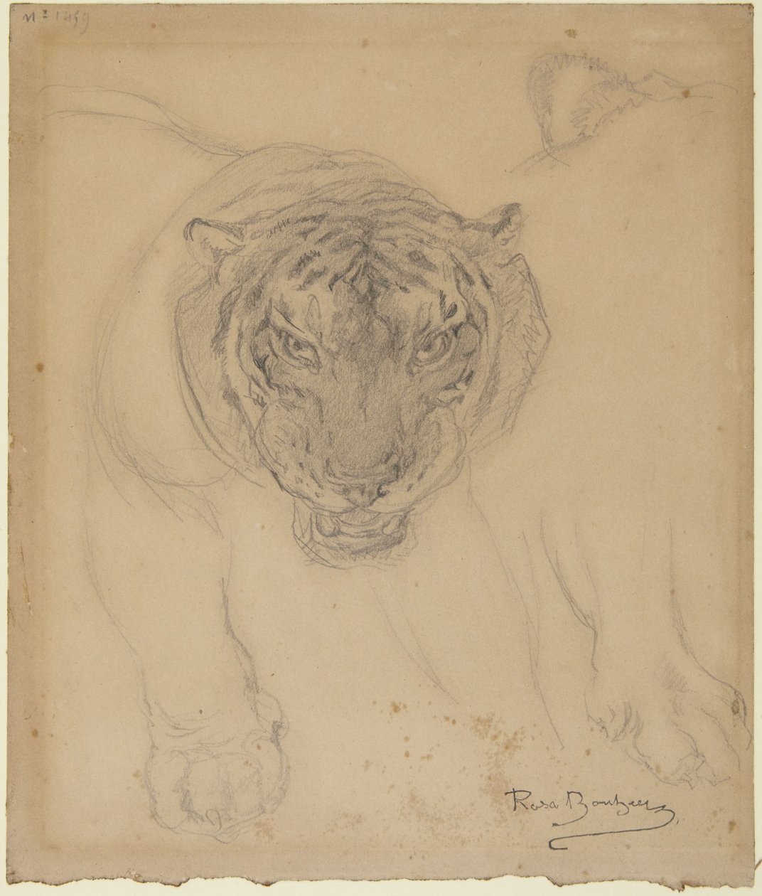 Tiger, mit Skizze der Pfote, verso: Skizze des Tigerkopfes von Rosa Bonheur