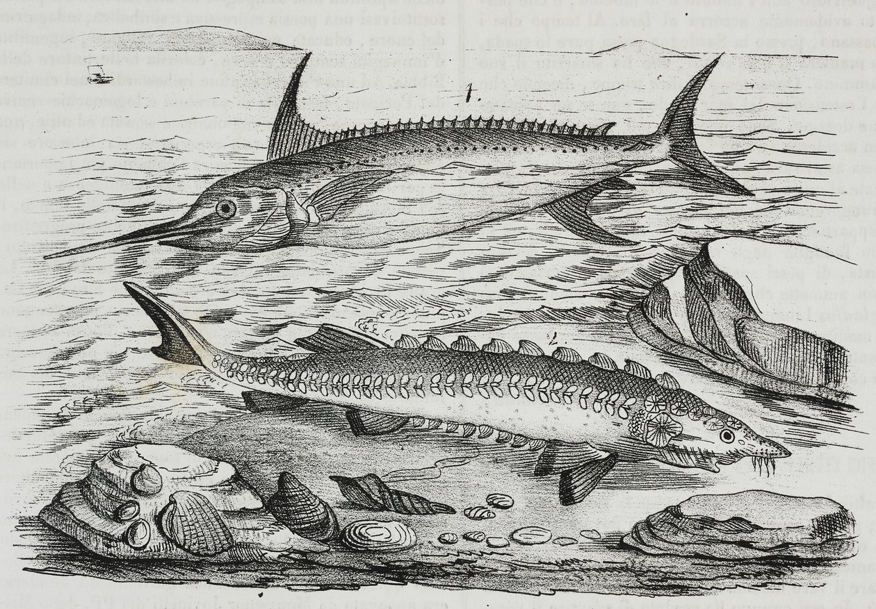 1 Schwertfisch (Xiphias gladius), 2 Stör (Acipenser sturio), Lithographie von Salvatore Puglia aus Poliorama Pittoresco, Nr. 10, 16. Oktober von Salvatore Puglia