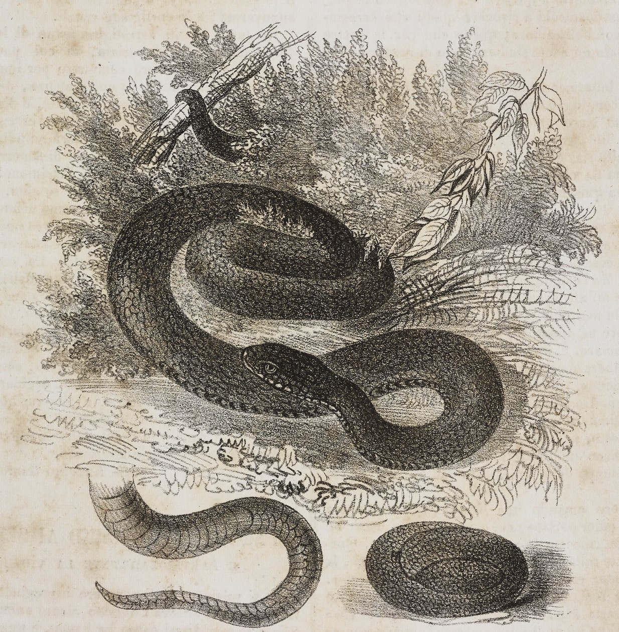 Schwarze Variante der gewöhnlichen Viper, Schwanz und kleine Viper um sich selbst gewickelt wie im Mutterleib von Salvatore Puglia