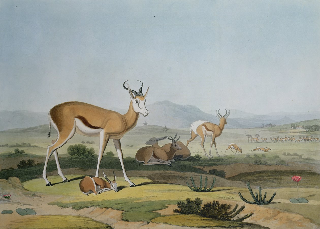 Der Springbock oder springende Antilope, Tafel 18 aus 'African Scenery ...