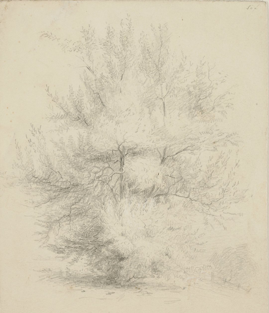 Zeichnung eines Baumes von Samuel Finley Breese Morse