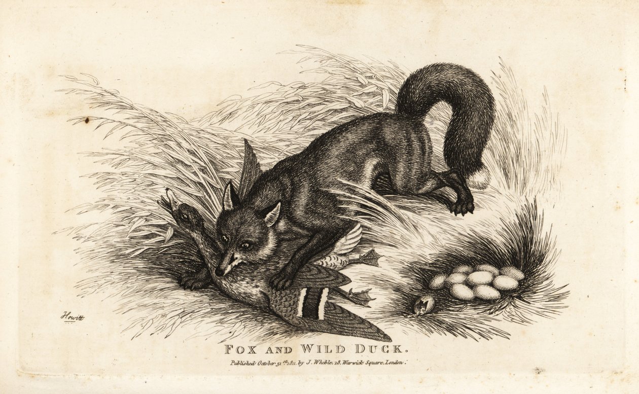 Fuchs greift eine Ente und ihr Nest mit Eiern an von Samuel (after) Howitt