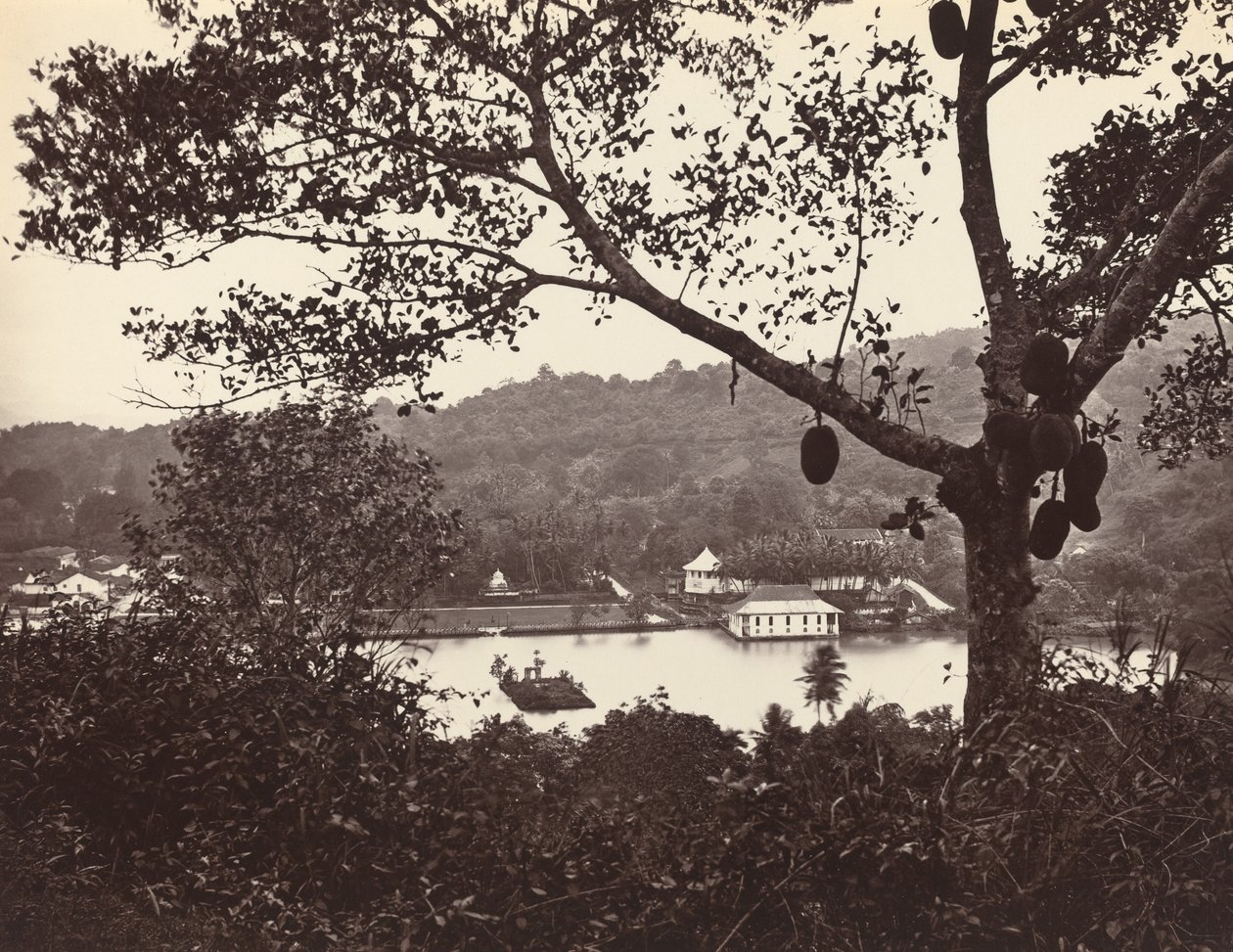 Ein Blick von der Upper Lake Road mit Tempel und Insel im Park - Obstbaum im Vordergrund von Samuel Bourne