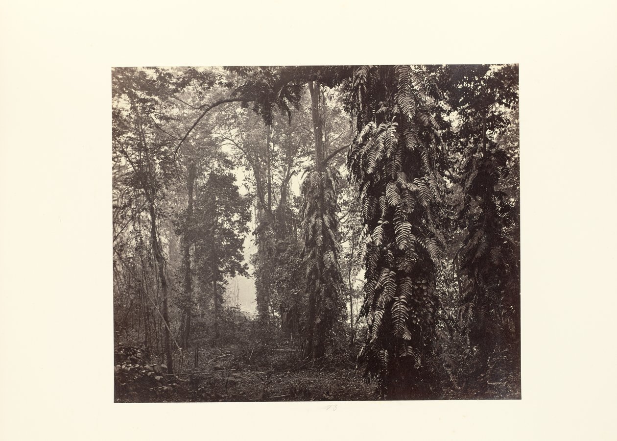 Darjeeling; Kletterpflanzen im Wald unterhalb von Ging von Samuel Bourne