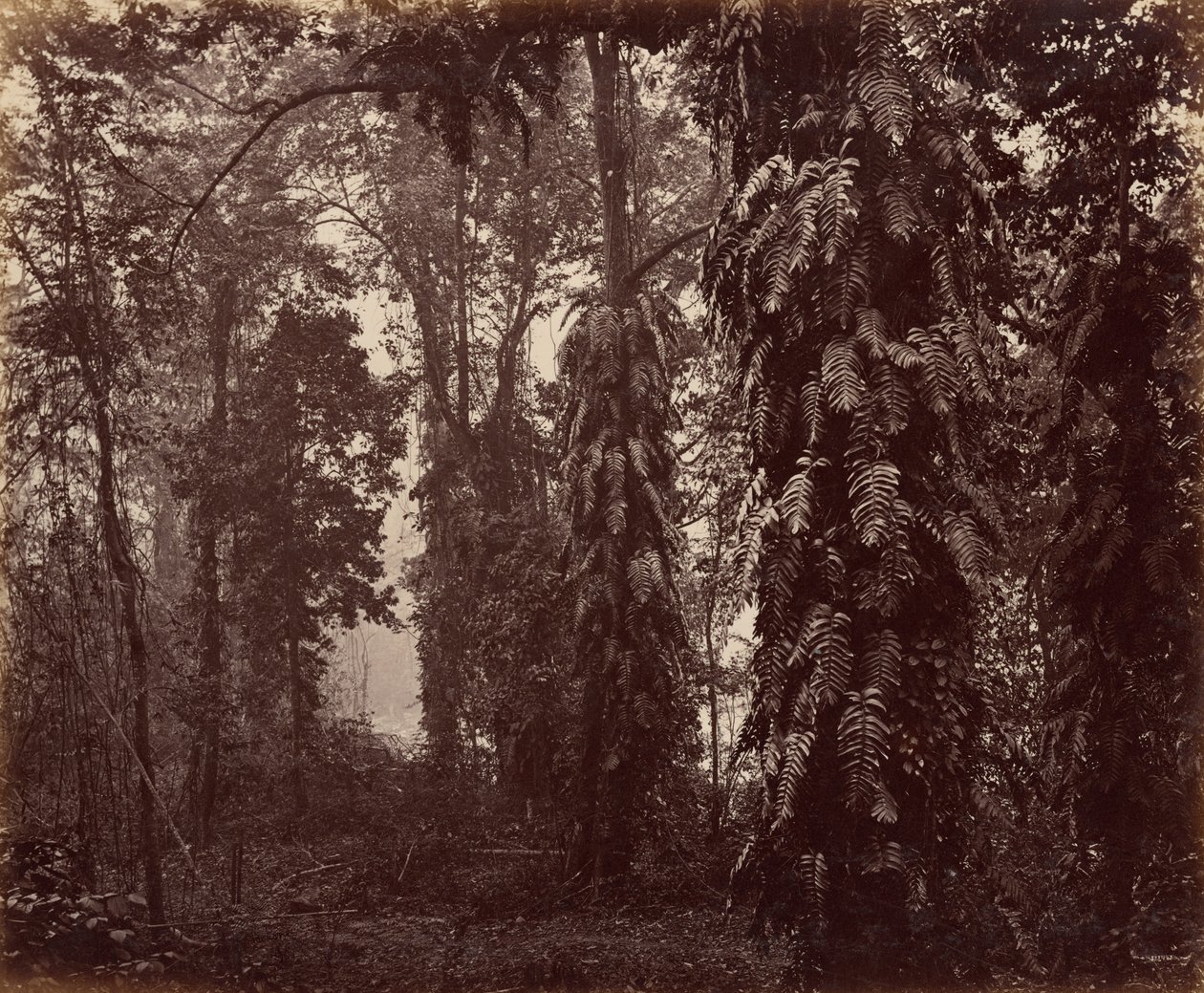 Darjeeling, Indien von Samuel Bourne