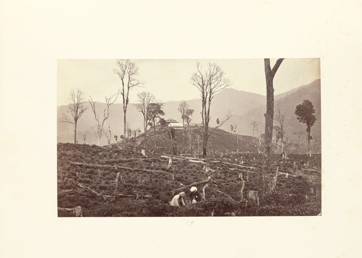 Darjeeling; Blick auf die Selim-Teeplantage, zeigt die obere Fabrik und den Bungalow von Samuel Bourne