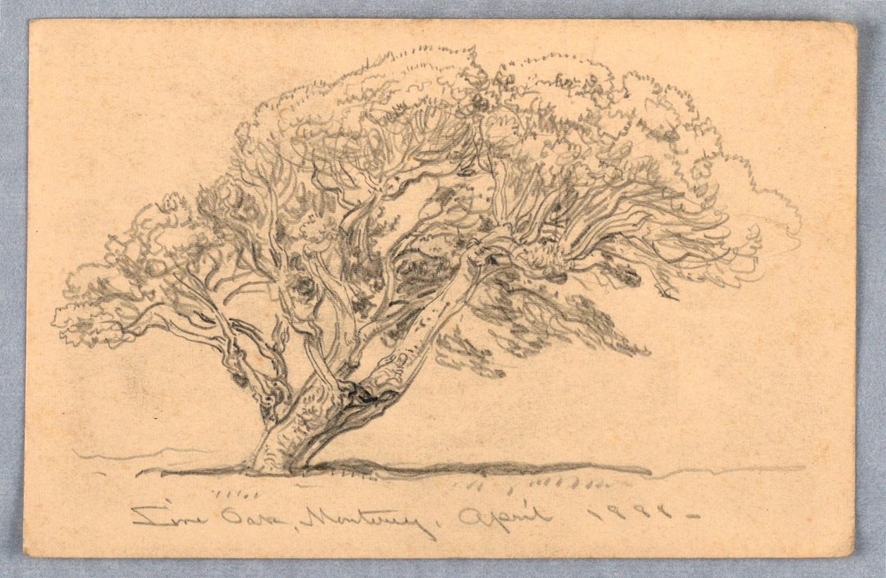 Studien: Bäume, Santa Barbara, Kalifornien, 1888 von Samuel Colman