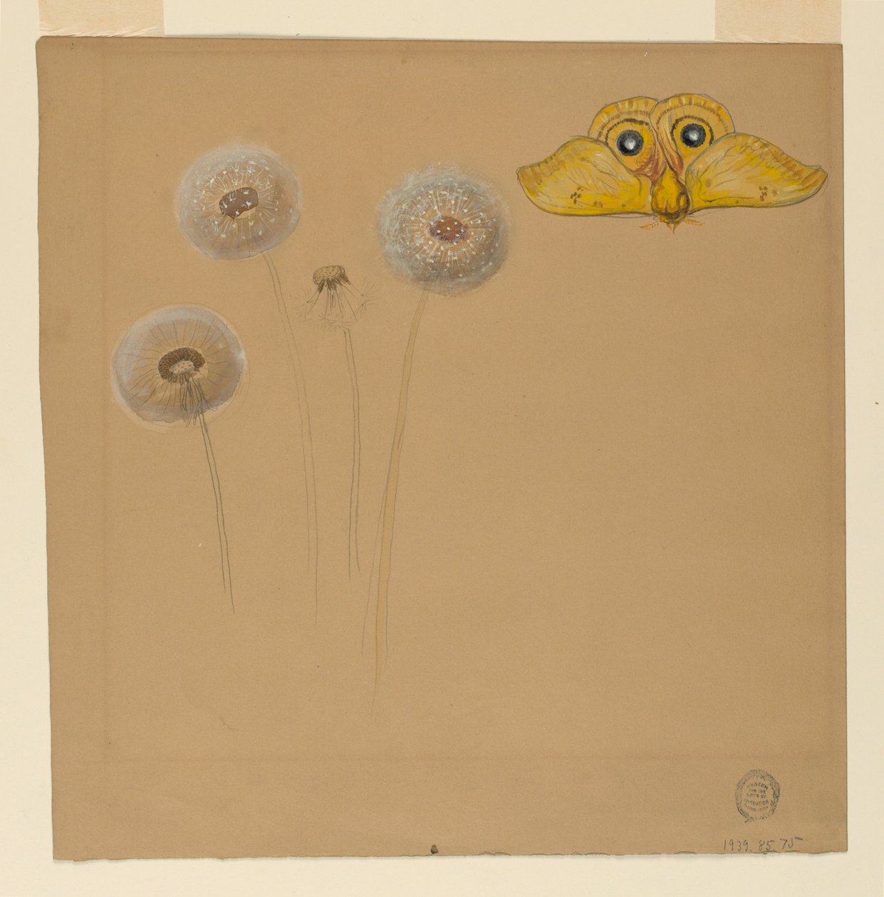 Studie von Weißer Gänseblümchen, Kamillenstängel mit zwei Blütenblättern und einem Kamillenblütenblatt, 1875–90 von Samuel Colman