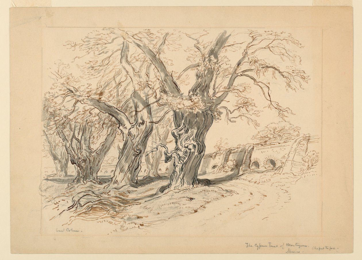 Studie für Die Zypressen von Montezuma, Park von Chapultepec, Mexiko von Samuel Colman