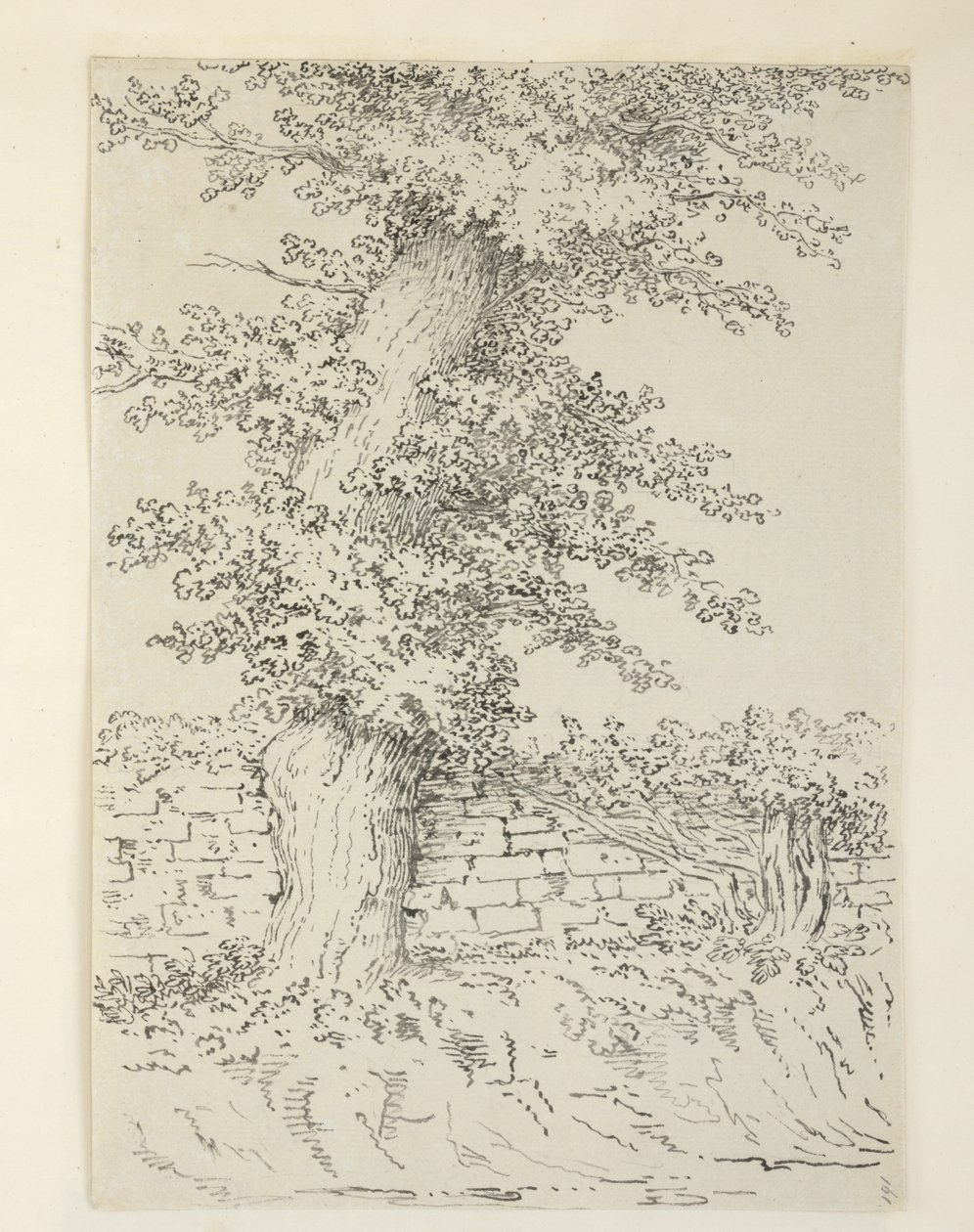 Eine Ulme in Bedminster von Samuel Hieronymous Grimm