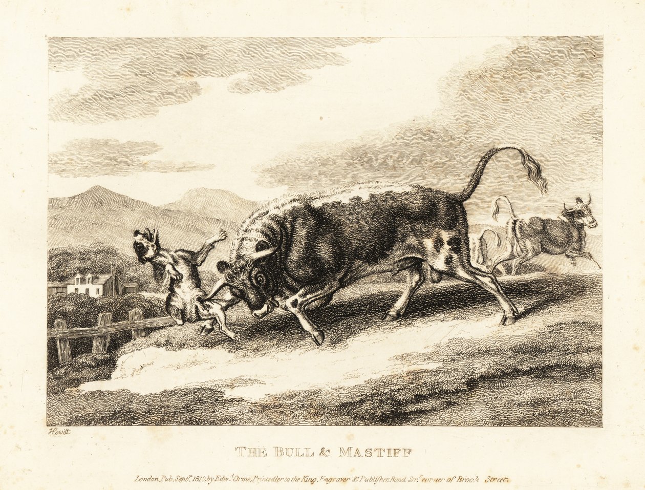 Ein Stier tötet einen Hund auf einem Feld. 1811 (Radierung) von Samuel Howitt