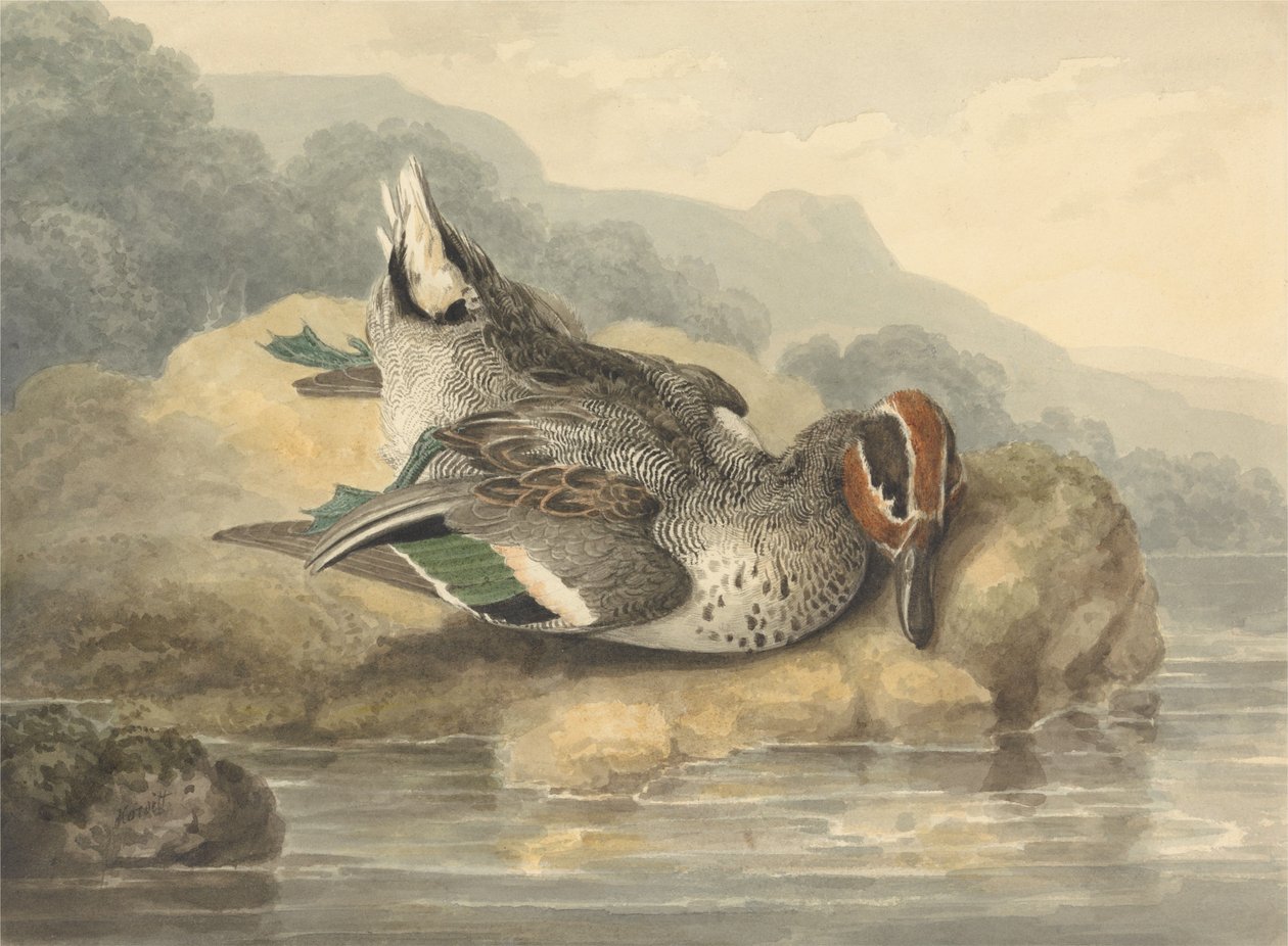 Toter Krickente von Samuel Howitt