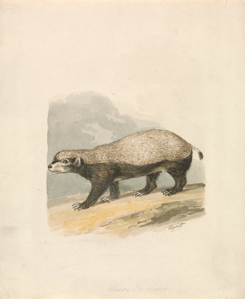 Honigdachs von Samuel Howitt