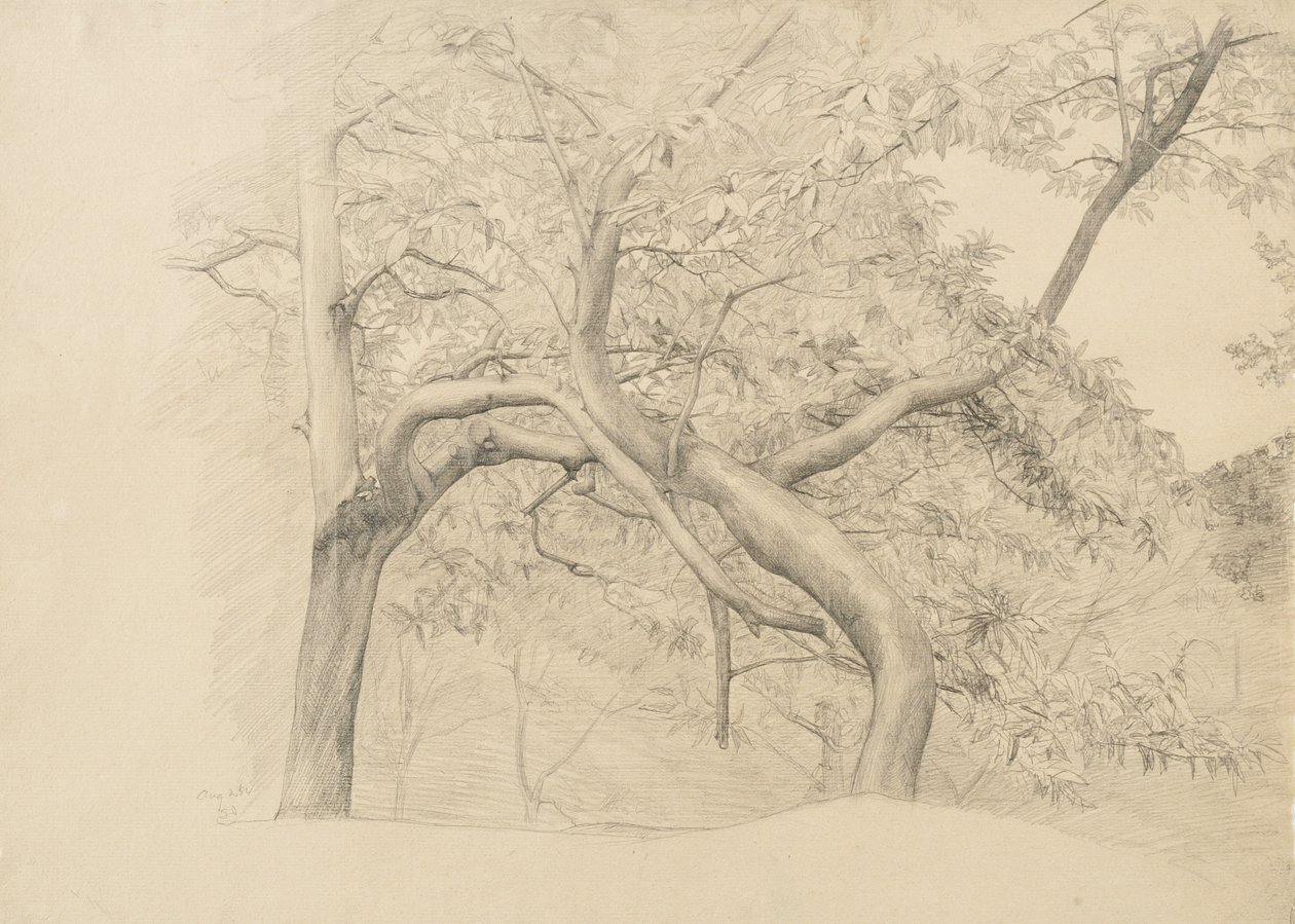 Dickicht von Bäumen im Laub, 1884 von Samuel Isham