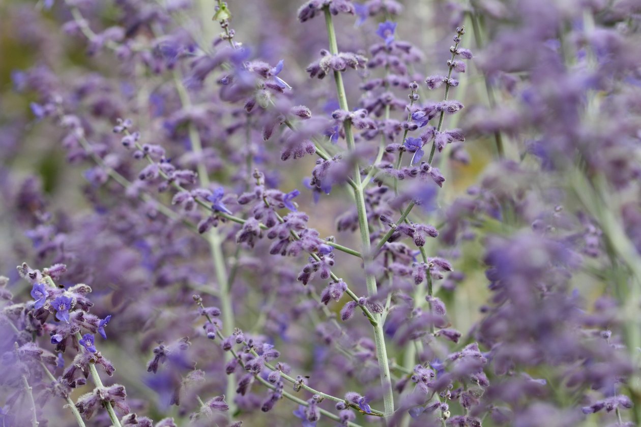 Garsington Lavendel, 2009 von Sarah OToole