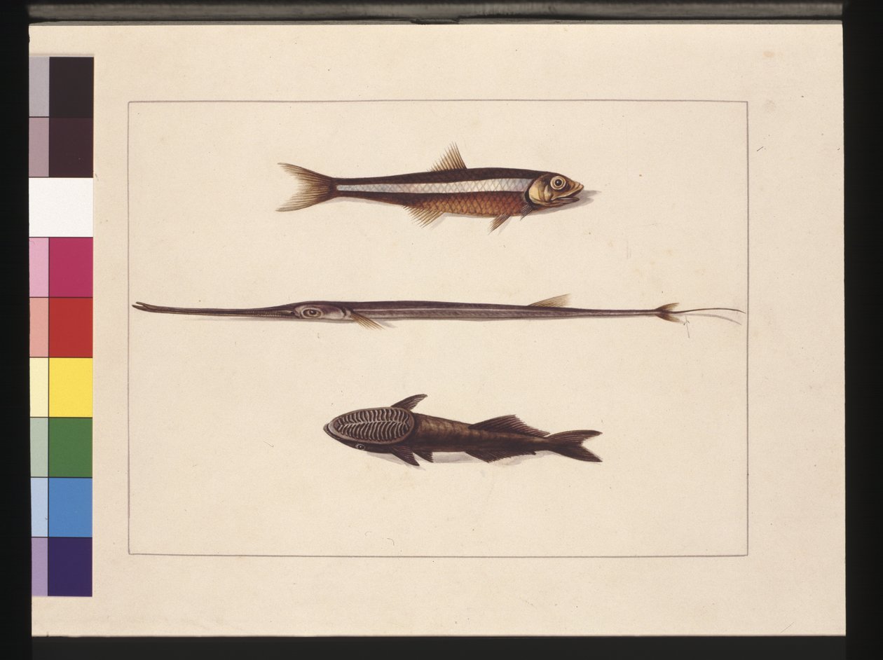 Seite 13. Atherine, Tabak, Pfeifenfisch, Remorafisch. Jetzt bekannt als Anchovis, Flötenmaul und Saugfisch, ca. 1789-90 von Sarah Stone