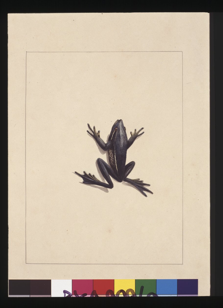 Seite 9. Blauer Frosch. Jetzt bekannt als ein Grüner Laubfrosch, ca. 1789-90 von Sarah Stone