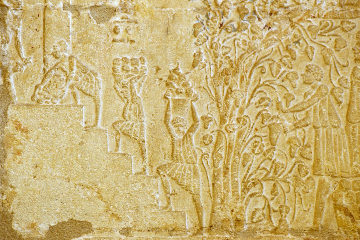 Altes Ägypten, Wandrelief, Grab von Petosiris, Tuna el Gebel, 300 v. Chr., Trauben zum Weinkelter tragen von School Egyptian
