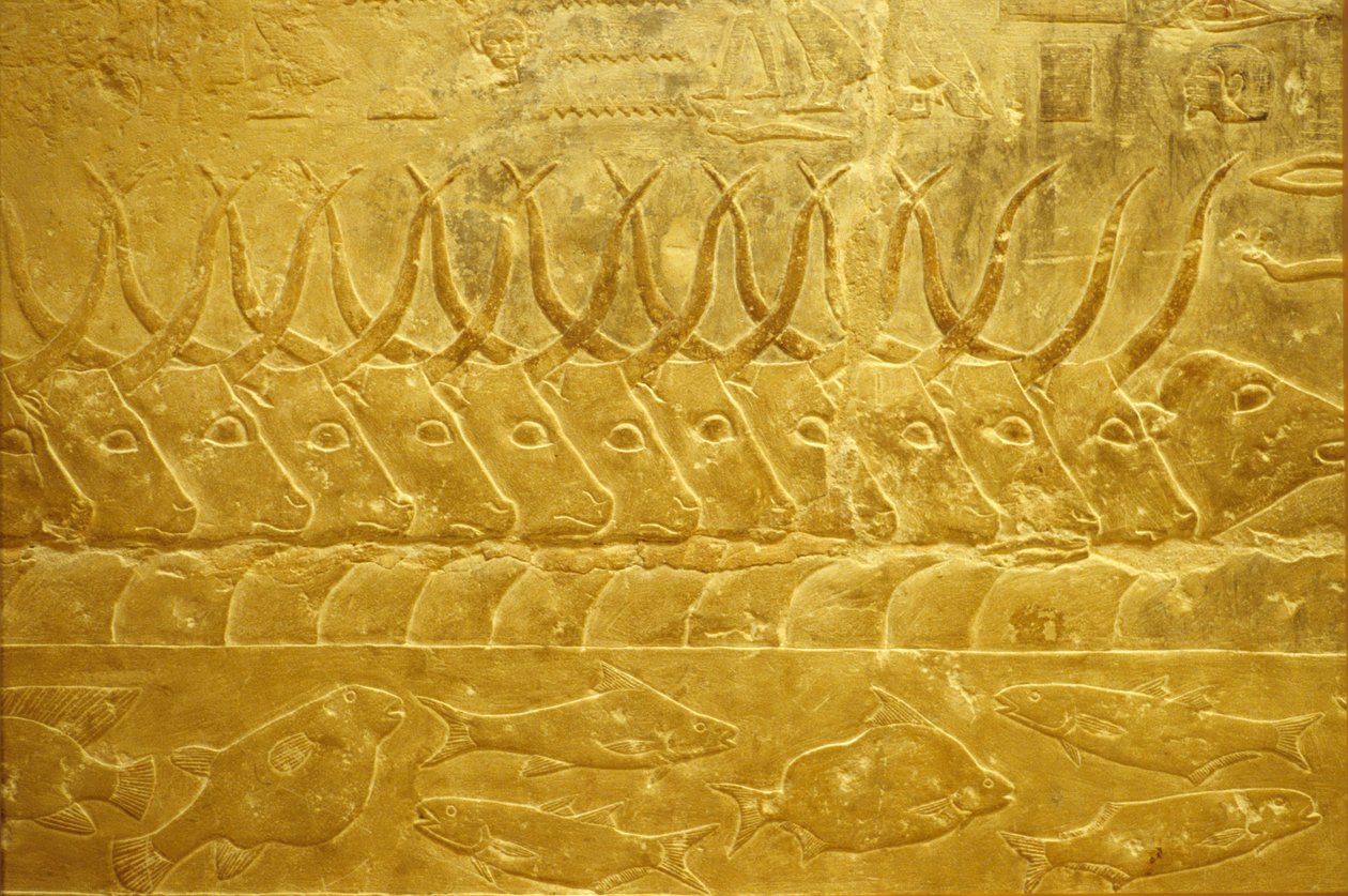Altes Ägypten, Wandrelief, Mastaba/Grab von Idout, Saqqara, 2323-2150 v. Chr., Vieh durchquert einen Fluss von School Egyptian