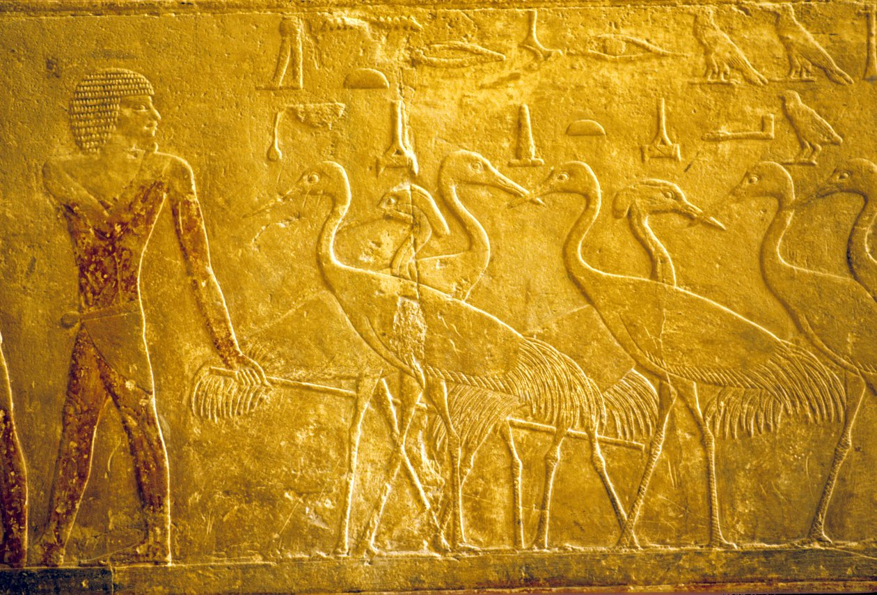 Altes Ägypten, Wandrelief, Mastaba/Grab von Ti, Saqqara, 5. Dynastie, Ein Bauer führt zahme Kraniche von School Egyptian