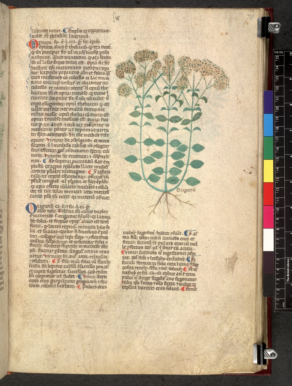 Egerton 747 Tractatus de herbis (Herbal) c.1280-1310 von School Italian