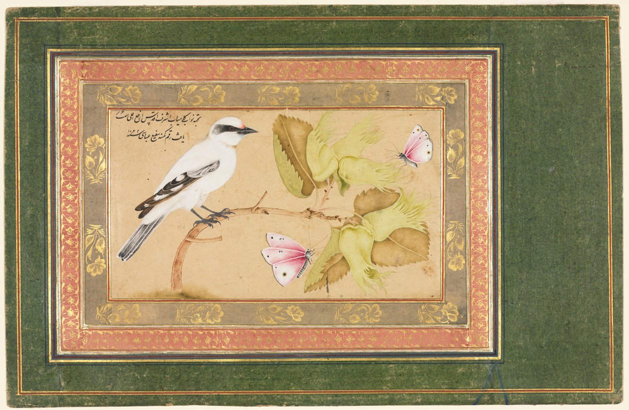 Schwarz-weißer Vogel auf einem Strauch von Shafi Abbasi