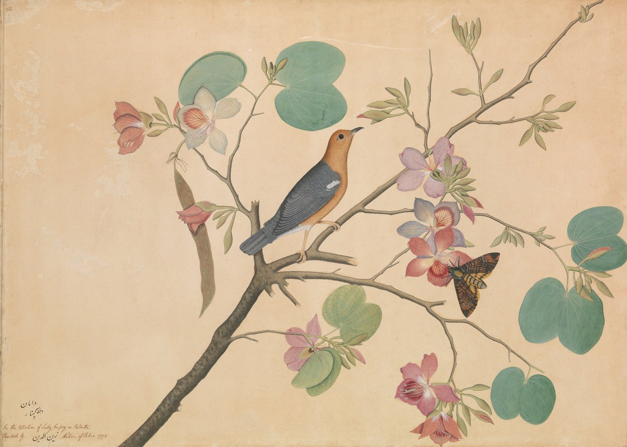 Ein Orange-Kopf Erddrossel und ein Totenkopfschwärmer auf einem Purpur-Ebenholz-Orchideen-Zweig, 1778 von Shaikh Zain ud Din