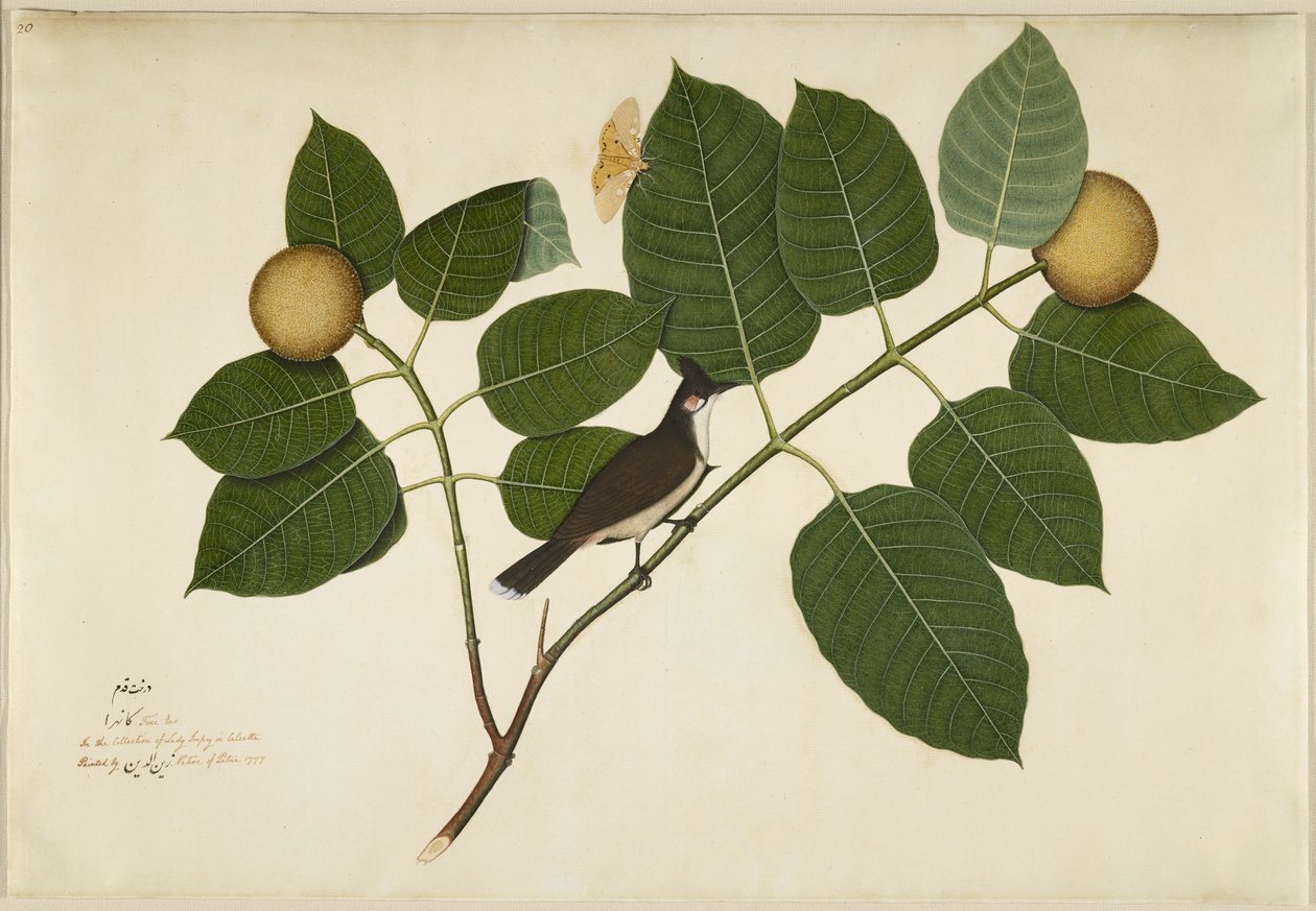 Rotwangenbülbül und Aganais-Ficus-Motte auf Kadamba-Zweig, Folio aus einer Serie, in Auftrag gegeben von Lady Impey, 1777 von Shaikh Zain ud Din