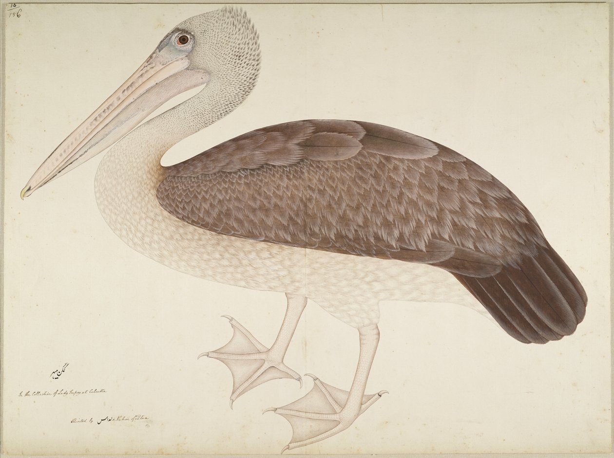 Fleckschnabelpelikan, Folio aus einer Serie, in Auftrag gegeben von Lady Impey, um 1780-82 von Shaikh Zain ud Din