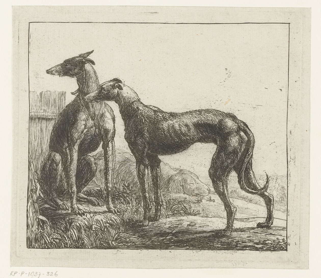 Zwei Windhunde von Simon de Vlieger