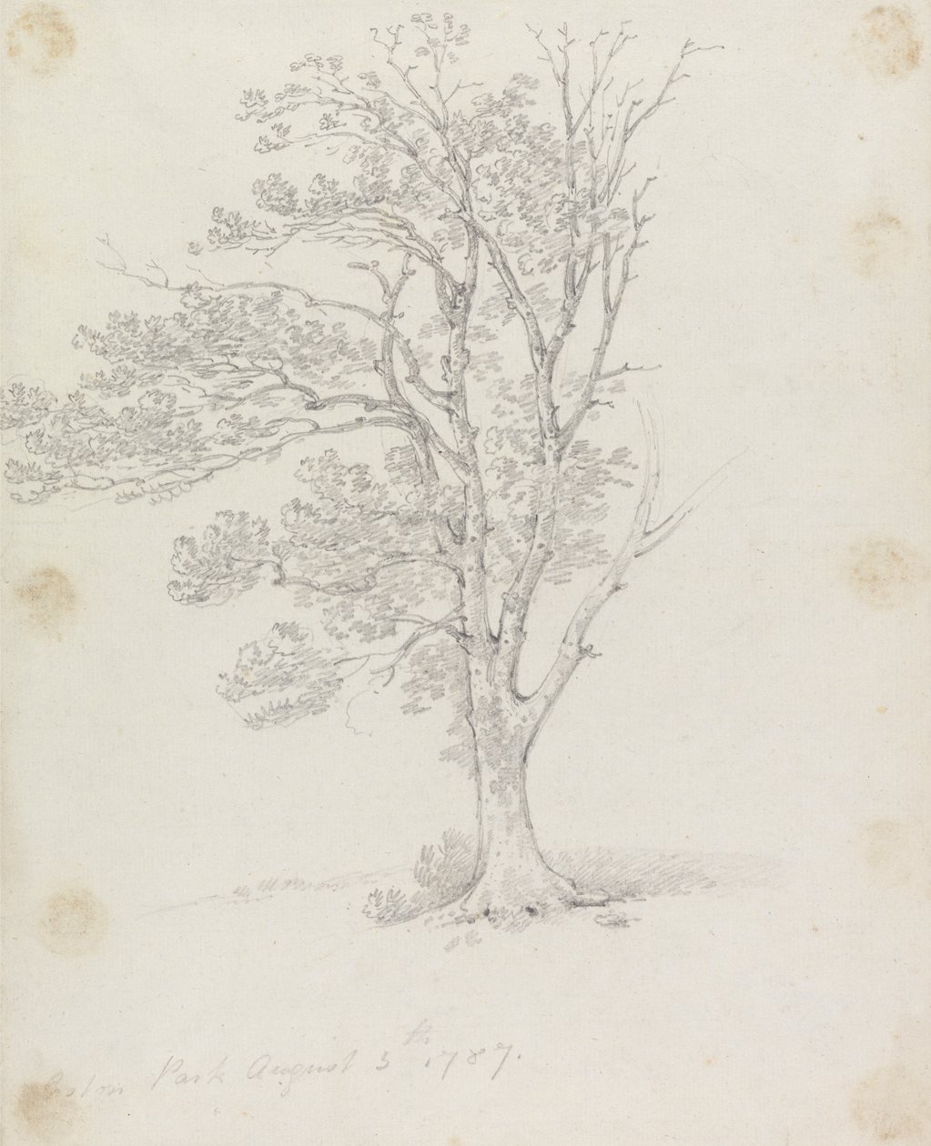 Baum im Easton Park von Sir George Howland Beaumont seventh Baronet