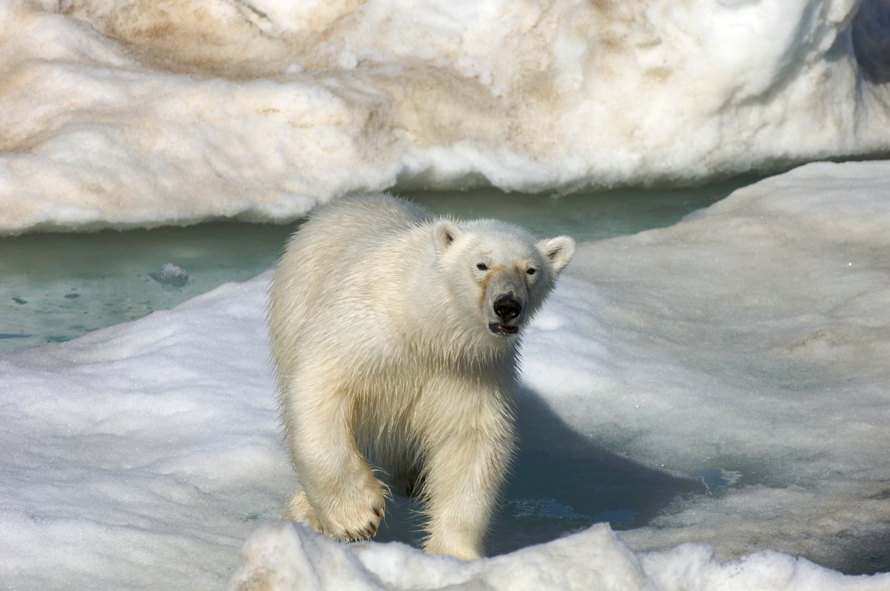 Eisbär (Ursus maritimus) geht über eine Eisscholle, Svalbard-Inseln, Norwegen von Sisse Brimberg