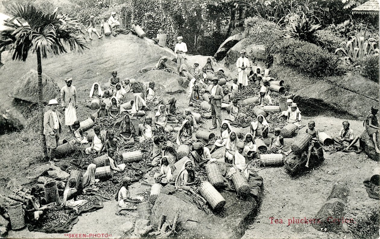 Teepflücker, Ceylon, ca. 1900-1930 von Skeen and Co.