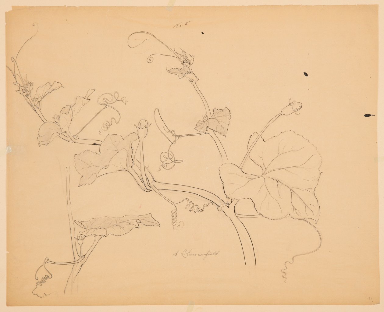Studie von Kürbisranken von Sophia L. Crownfield