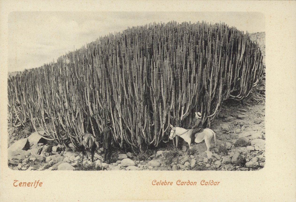 Männer betrachten den berühmten Kaktus in Cardon auf Teneriffa von Spanish Photographer